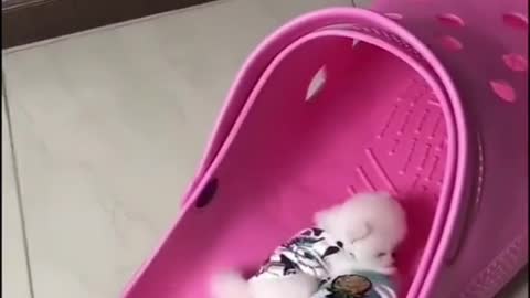 Smallest dogs having fun