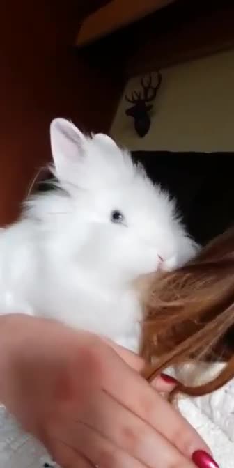 🐰🐰Bunny cute🐰🐰