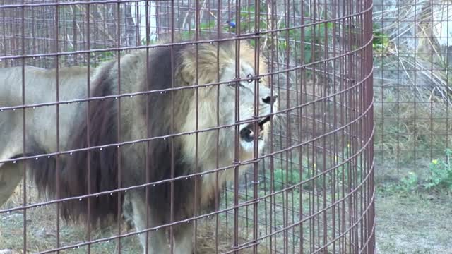 A lion roars and asks for help