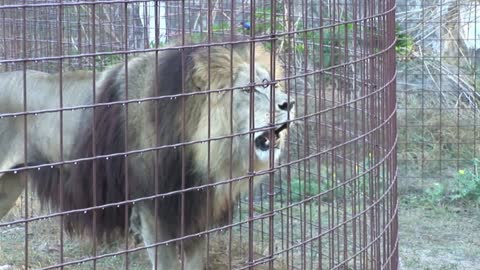 A lion roars and asks for help