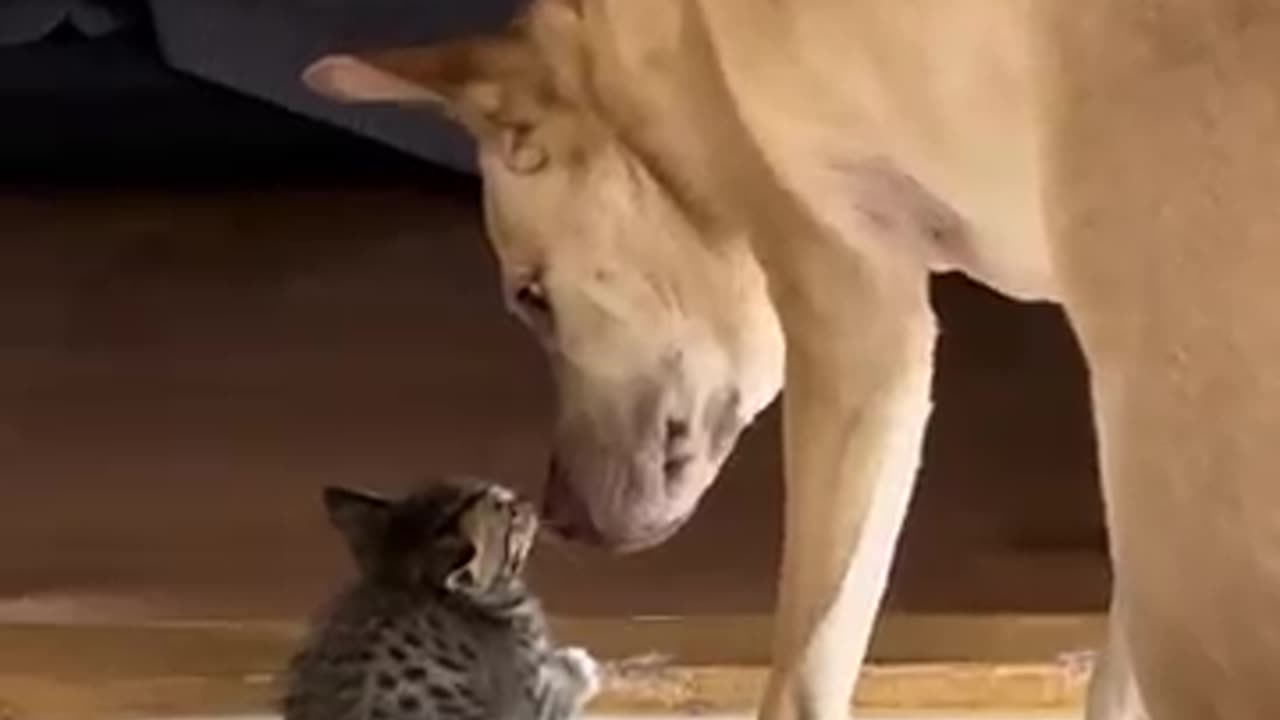 Cat bullying kitten