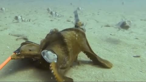 Ocean Showdown: Octopus Engulfs Shark! 🐙🦈