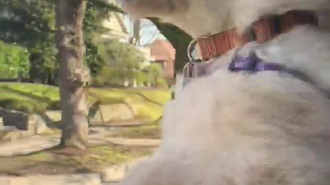 Doggy Enjoying a Windy Drive