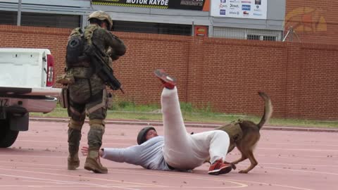 Ejercicio práctico con perros militares ataque y detección de explosivos.