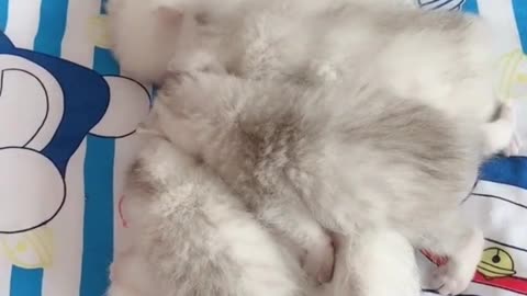 A litter of cats