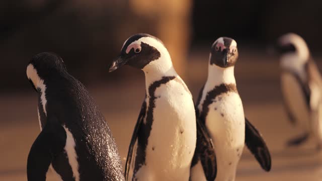 A Cute Penguins on the Beach