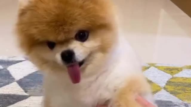 I become a Tiktok dancer 🕺 #dogsoftiktok #pomeranian #foryou #viral #dog