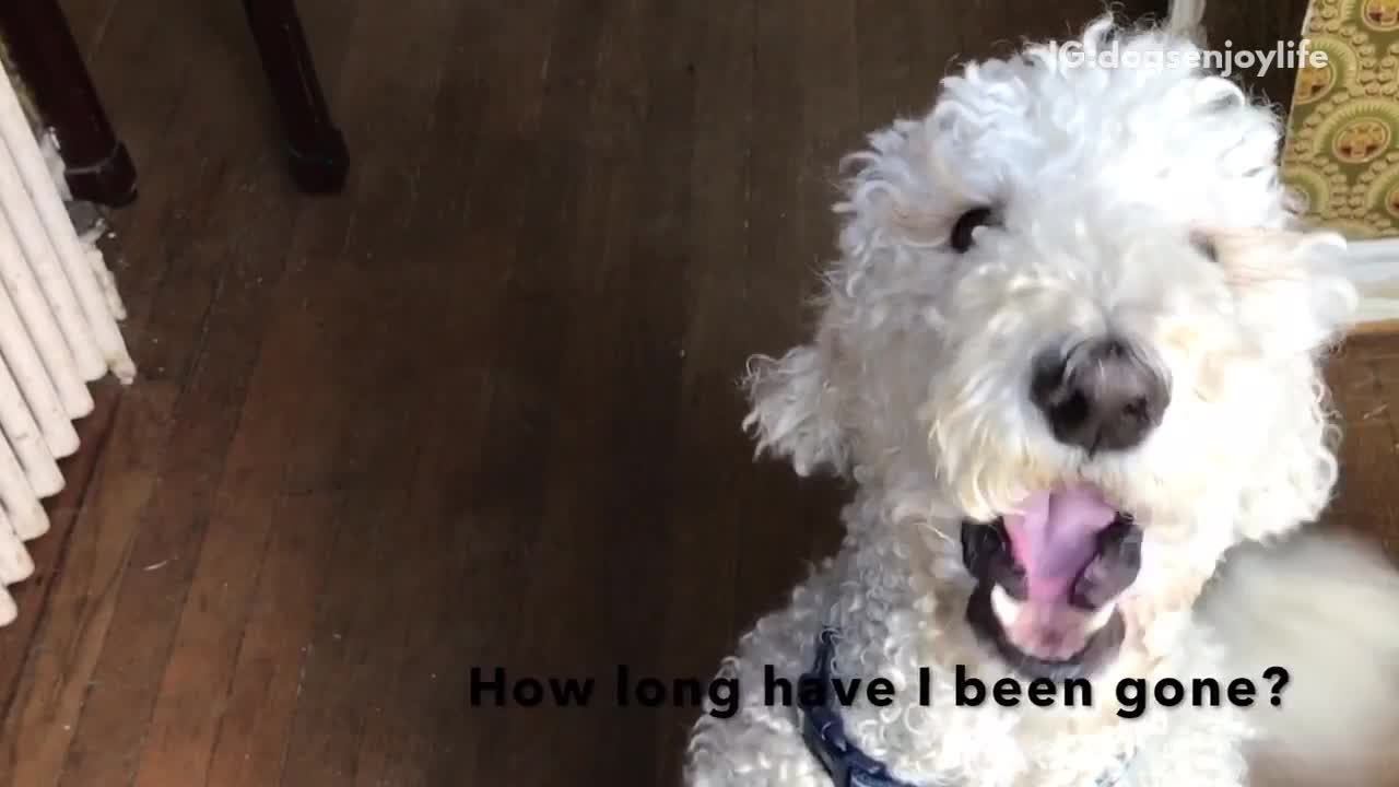 White dog says how long have i been gone