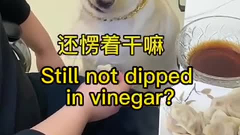 Smart Dog eating dumplings must dip in vinegar