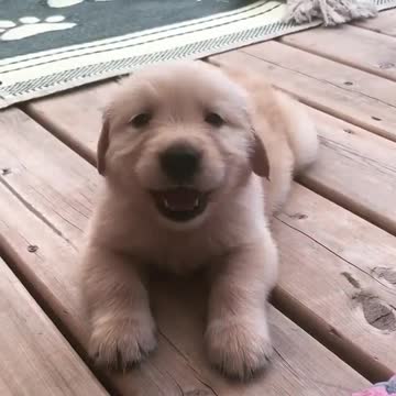 I just like to puppies my friend