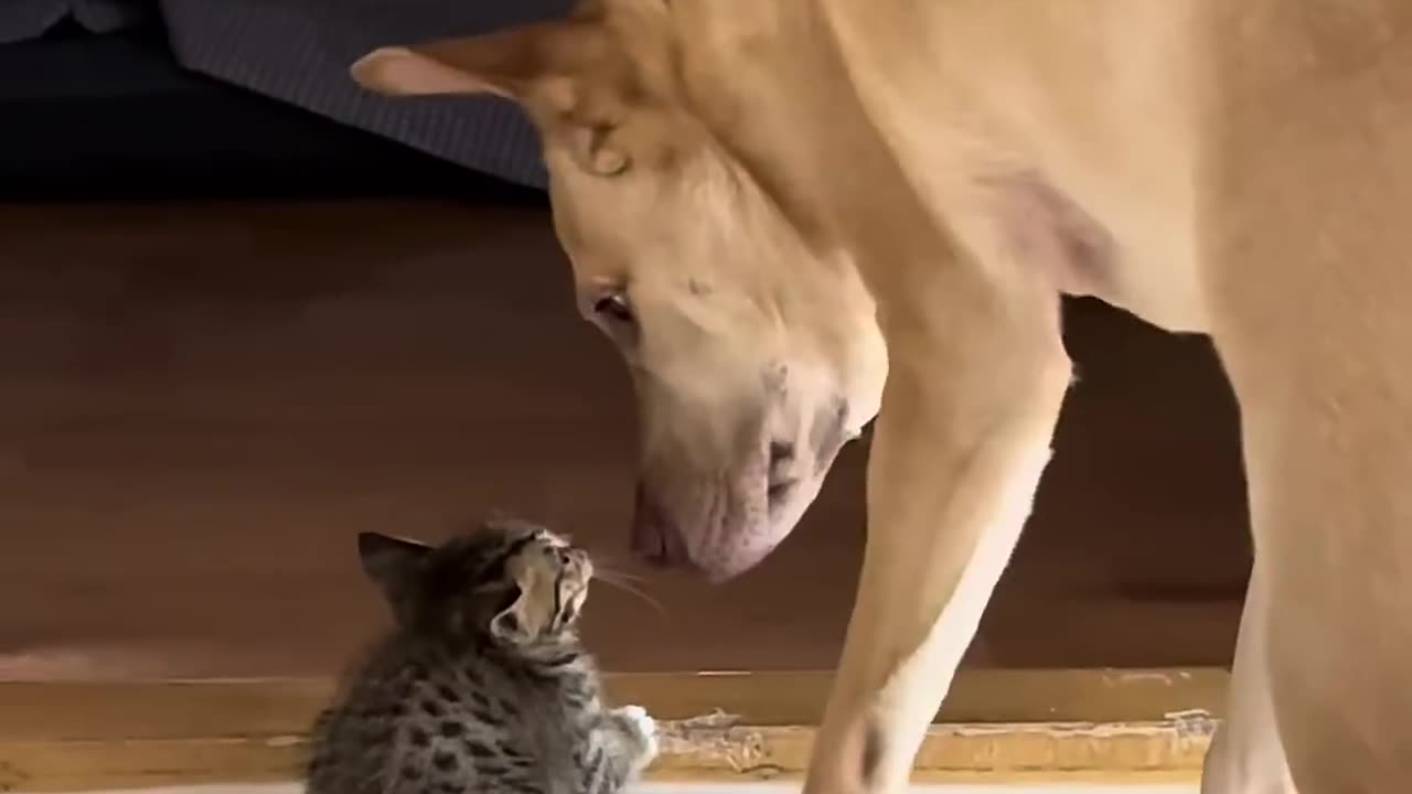 Dog Heroically Protects Kitten from Larger Cat