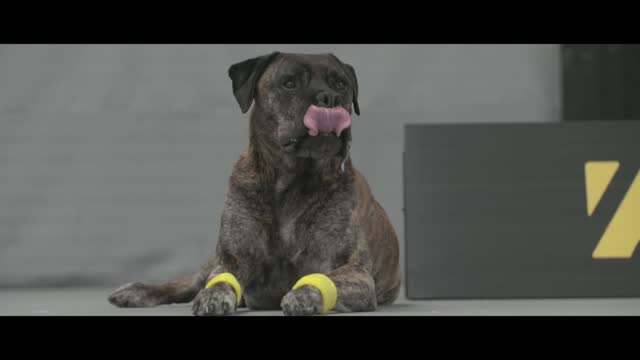 Exclusive video of beautiful dogs playing tennis with skill