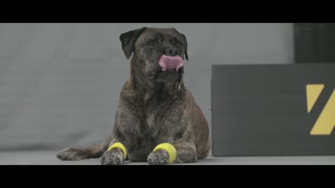 Exclusive video of beautiful dogs playing tennis with skill