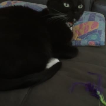 Cat Makes Hilarious Sound