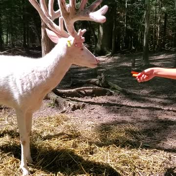 Hand-feeding a majestic albino whitetail deer