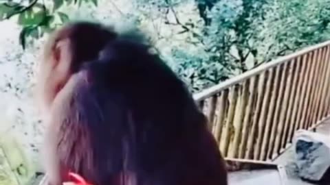 funnu animal vedeo