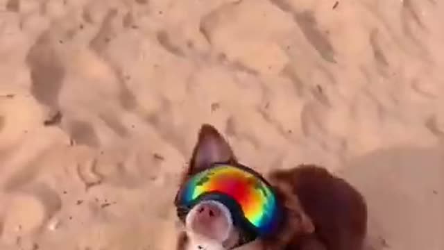 Dog Goggles