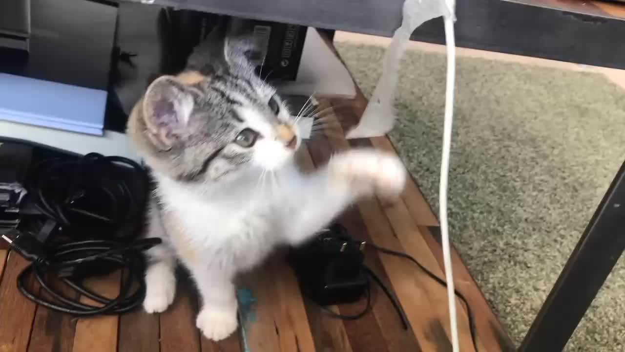 Aww so cute cat🥰 funniest cat😆baby cat playing 🤺