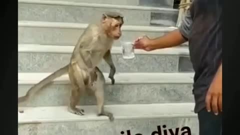 Funny monkey 🐒🐵😹 shorts video by rumble