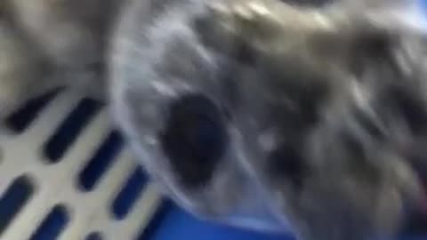 The seal makes funny sounds 🤣