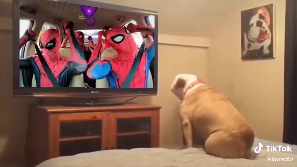 Dog watching Four Spidermen LUV Radio 5D Radioflix