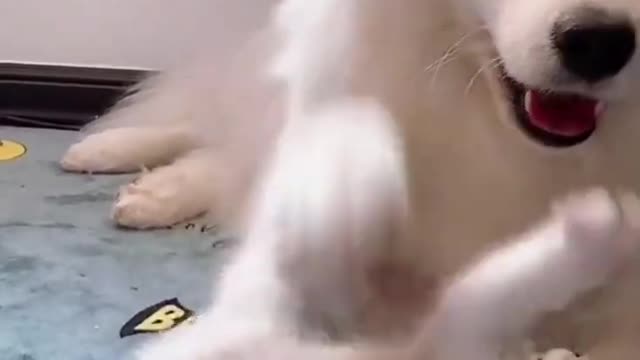 Husky howls louder each time squeaky toy makes noise