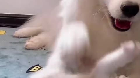 Husky howls louder each time squeaky toy makes noise