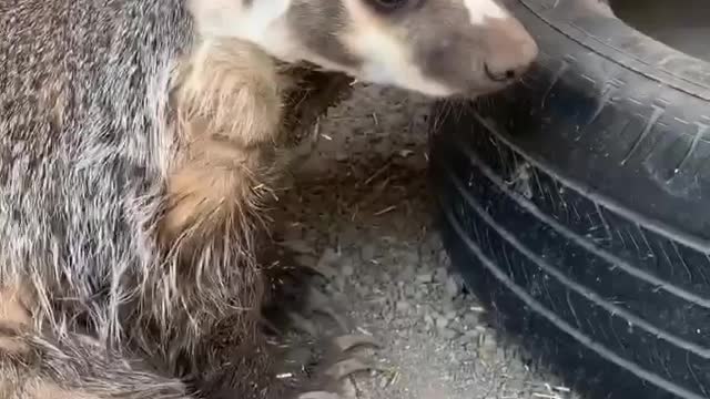 Looks like my baby had a TIRE-ing week!