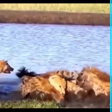 Lion vs Hyenas | Hyenas fight with Lion |#Shorts |#Hyenas|#Lion