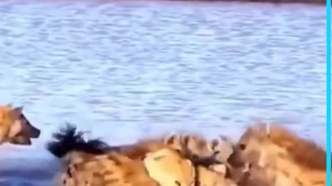 Lion vs Hyenas | Hyenas fight with Lion |#Shorts |#Hyenas|#Lion