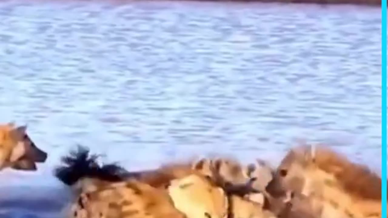 Lion vs Hyenas | Hyenas fight with Lion |#Shorts |#Hyenas|#Lion