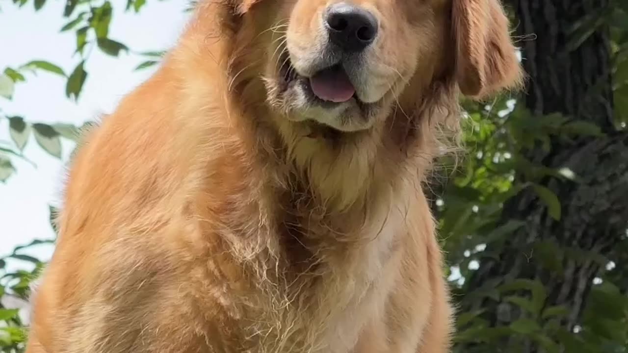 Golden Doggy