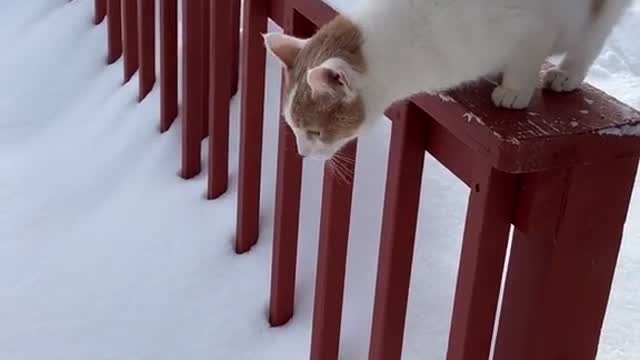 Funny cat cat fail snow funny cat