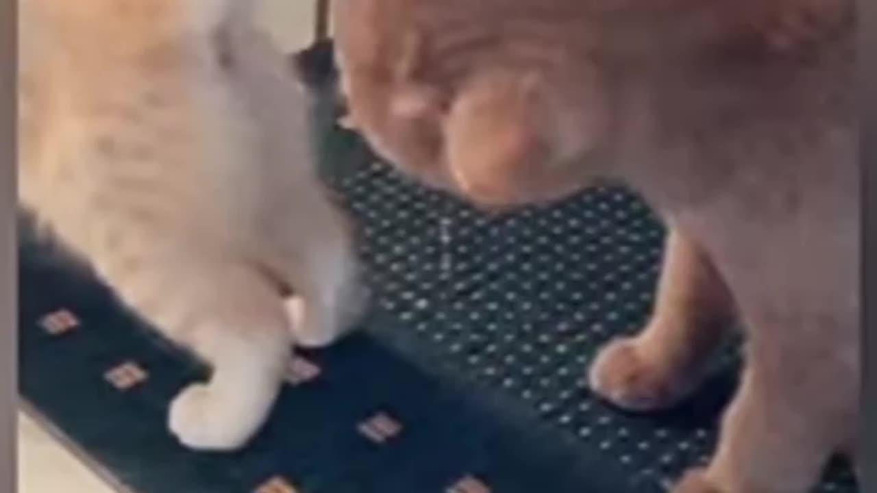 Cat funny😝 viral video