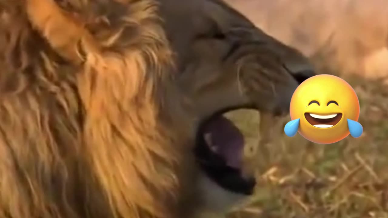 Laughing Lion