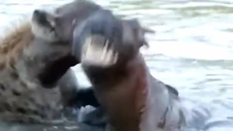 Hyena versus Hyena battle in water