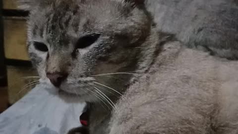 Cats