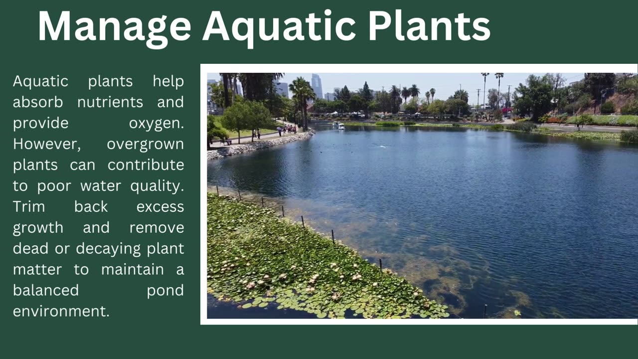 Pond Maintenance: Simple Steps for Clean Water