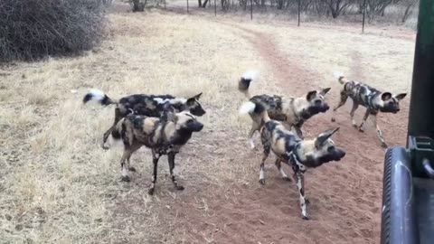 Painted Pack Of African Wild Dogs