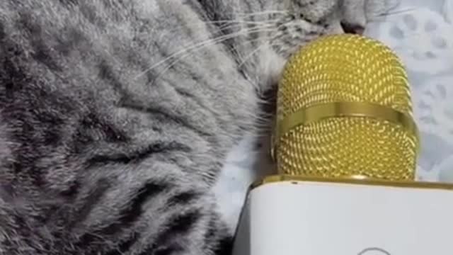Funny and Cute Cat’s Life