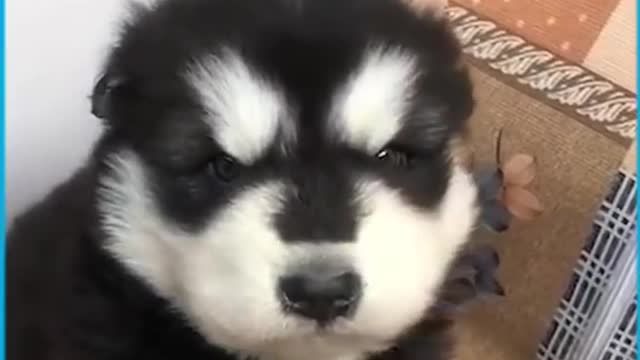 Cute Puppies Howling For The First Time