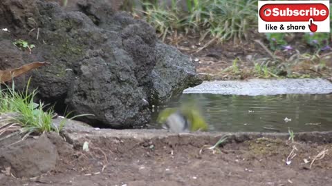 BIRD'S HAVE FUN AT POOL