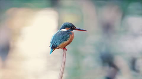 King Fisher