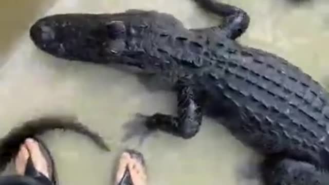 Biólogo es viral luego de entrar a una piscina llena con cocodrilos