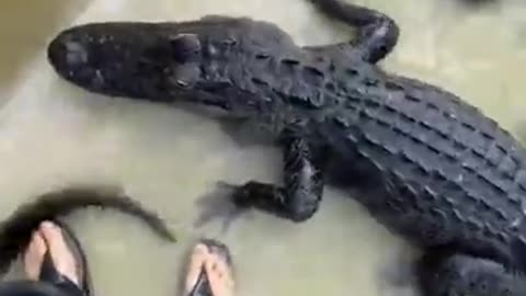 Biólogo es viral luego de entrar a una piscina llena con cocodrilos