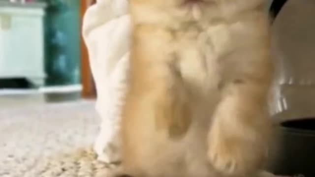 How can there be such a cute creature as a kitten?