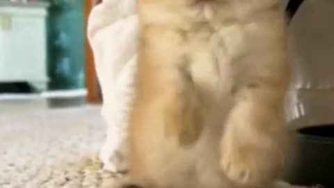 How can there be such a cute creature as a kitten?