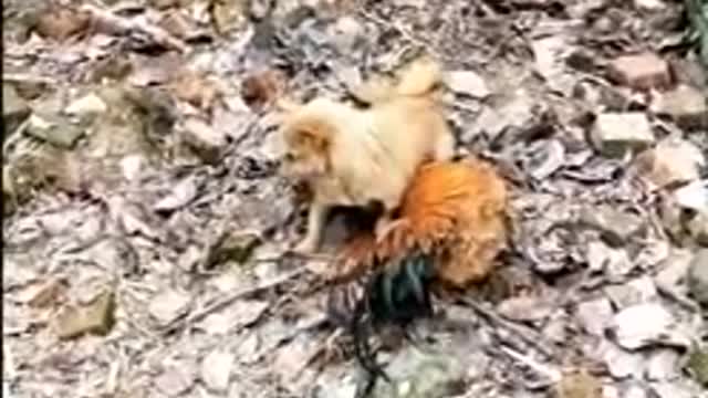 Chicken Vs Dog Fight || Funny Dog Fight Video