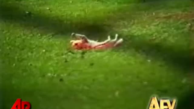 America&#39;s Funniest Home Videos Animal Clips