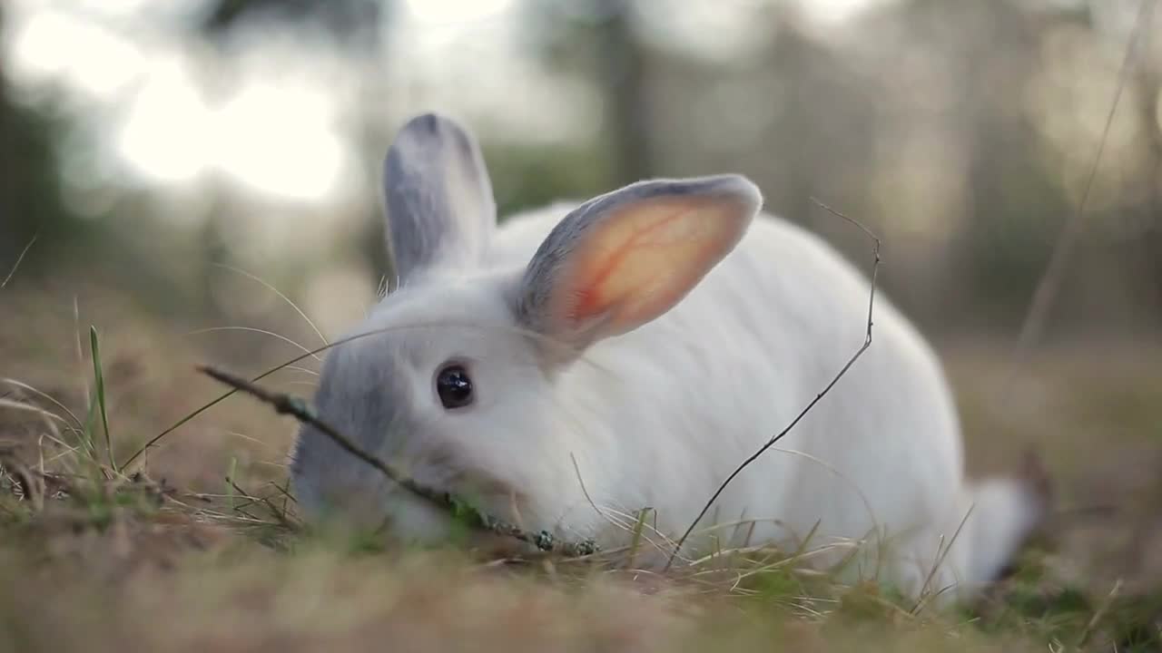 White rabbit in a summer forest